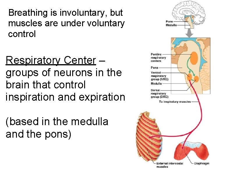 Breathing is involuntary, but muscles are under voluntary control Respiratory Center – groups of Breathing is involuntary, but muscles are under voluntary control Respiratory Center – groups of