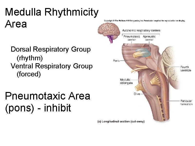 Medulla Rhythmicity Area Dorsal Respiratory Group (rhythm) Ventral Respiratory Group (forced) Pneumotaxic Area (pons) Medulla Rhythmicity Area Dorsal Respiratory Group (rhythm) Ventral Respiratory Group (forced) Pneumotaxic Area (pons)