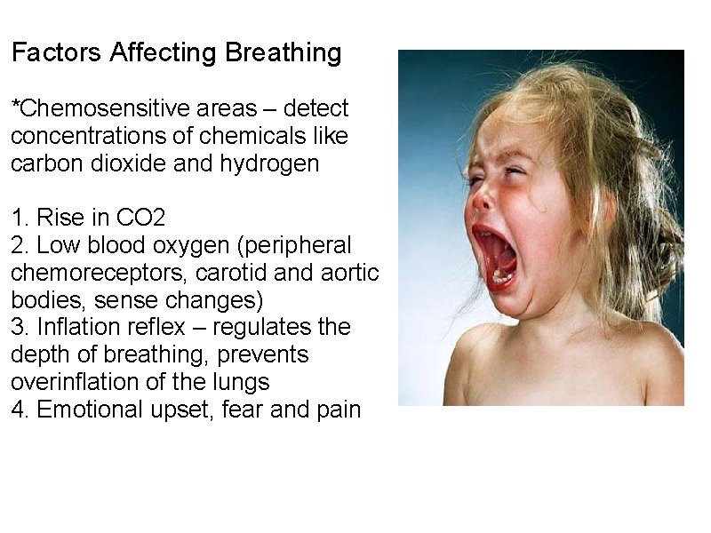 Factors Affecting Breathing *Chemosensitive areas – detect concentrations of chemicals like carbon dioxide and Factors Affecting Breathing *Chemosensitive areas – detect concentrations of chemicals like carbon dioxide and