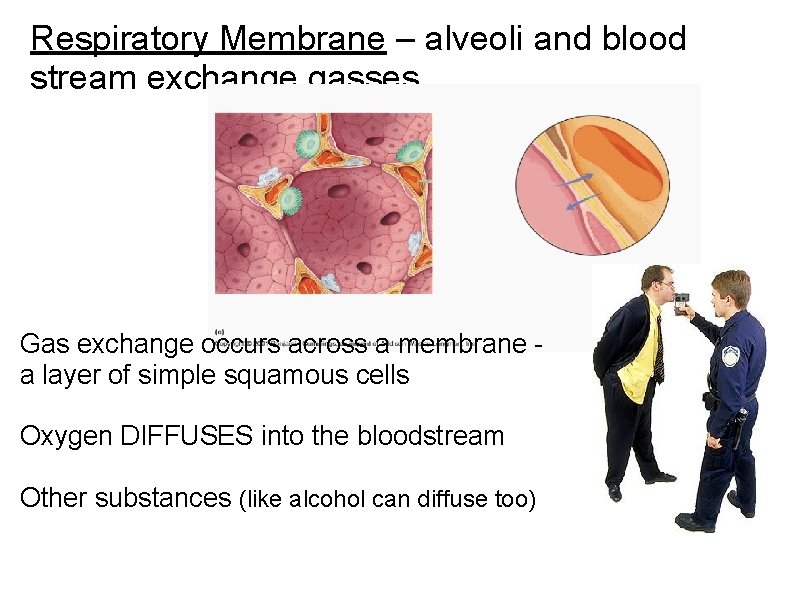 Respiratory Membrane – alveoli and blood stream exchange gasses Gas exchange occurs across a Respiratory Membrane – alveoli and blood stream exchange gasses Gas exchange occurs across a