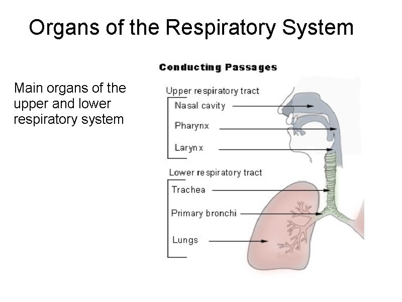 Organs of the Respiratory System Main organs of the upper and lower respiratory system Organs of the Respiratory System Main organs of the upper and lower respiratory system