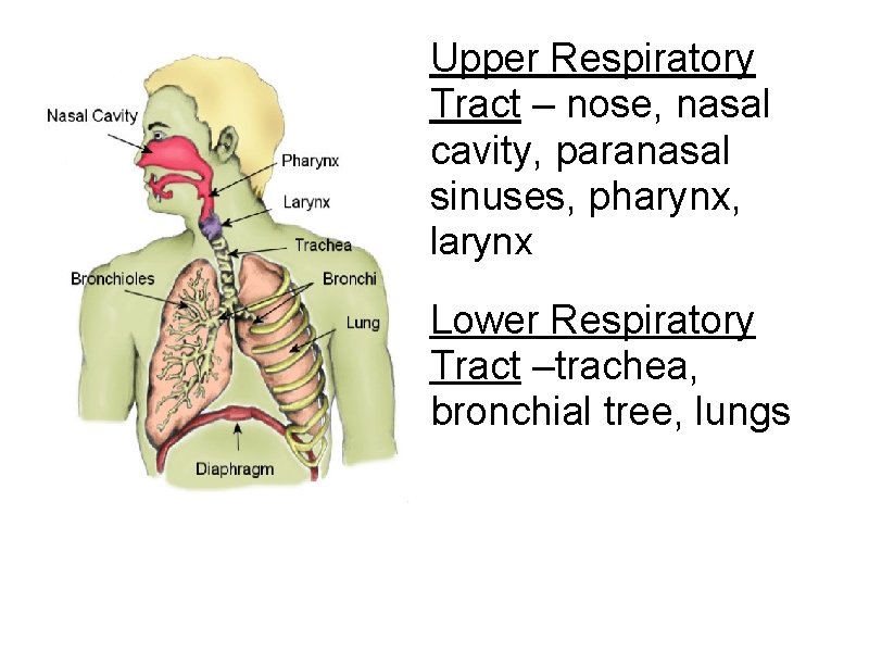Upper Respiratory Tract – nose, nasal cavity, paranasal sinuses, pharynx, larynx Lower Respiratory Tract Upper Respiratory Tract – nose, nasal cavity, paranasal sinuses, pharynx, larynx Lower Respiratory Tract