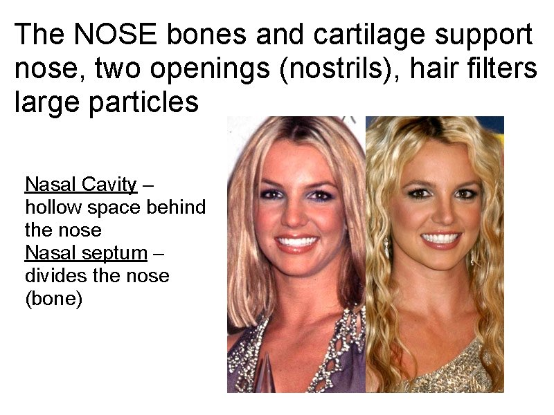 The NOSE bones and cartilage support nose, two openings (nostrils), hair filters large particles The NOSE bones and cartilage support nose, two openings (nostrils), hair filters large particles