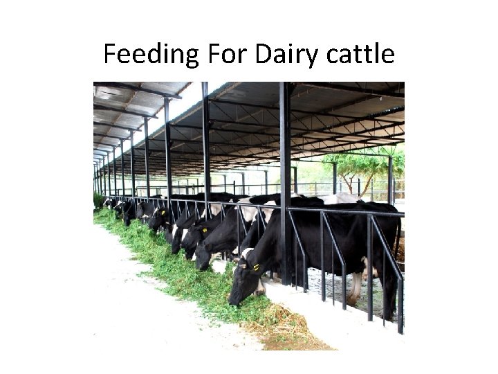 Feeding For Dairy cattle 