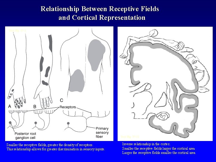 Relationship Between Receptive Fields and Cortical Representation Text Fig. 17 -3 Text Fig. 17