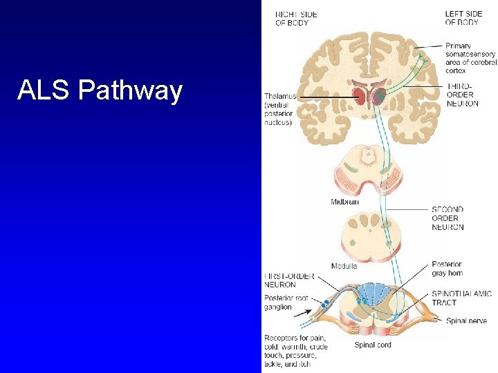 ALS Pathway 