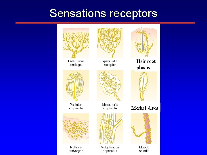 Sensations receptors Hair root plexus Merkel discs 