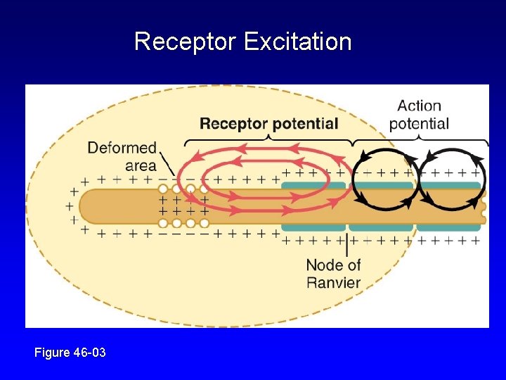 Receptor Excitation Figure 46 -03 