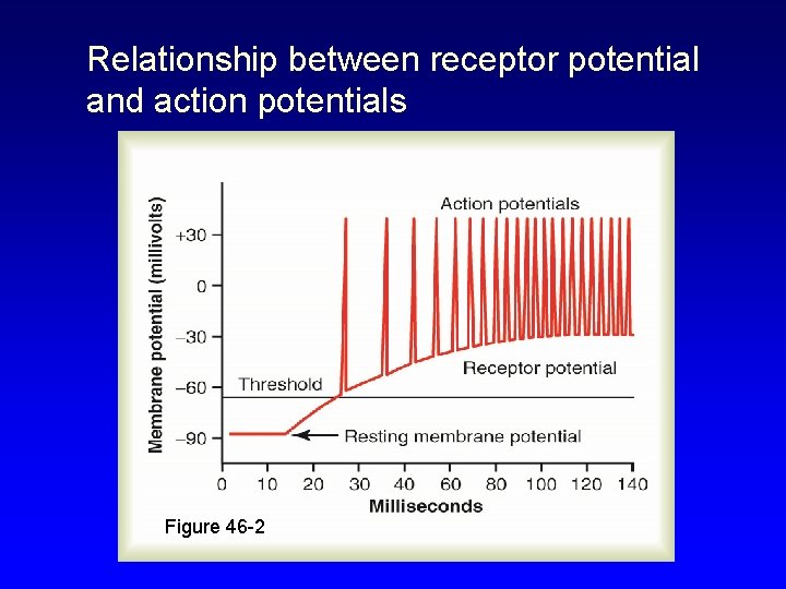 Relationship between receptor potential and action potentials Figure 46 -2 