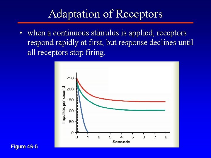 Adaptation of Receptors • when a continuous stimulus is applied, receptors respond rapidly at