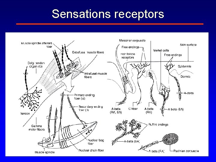 Sensations receptors 