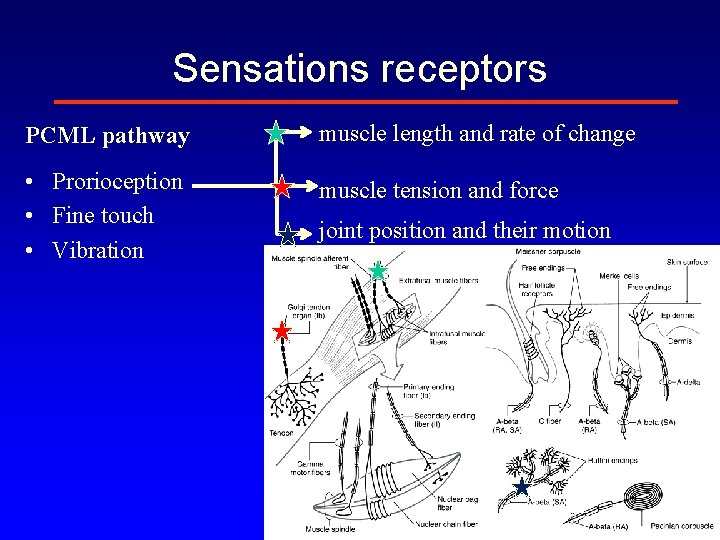 Sensations receptors PCML pathway muscle length and rate of change • Prorioception • Fine