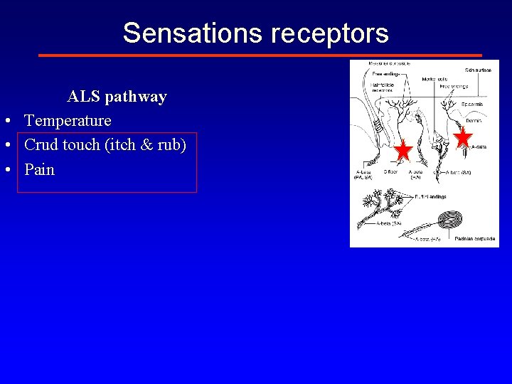 Sensations receptors ALS pathway • Temperature • Crud touch (itch & rub) • Pain