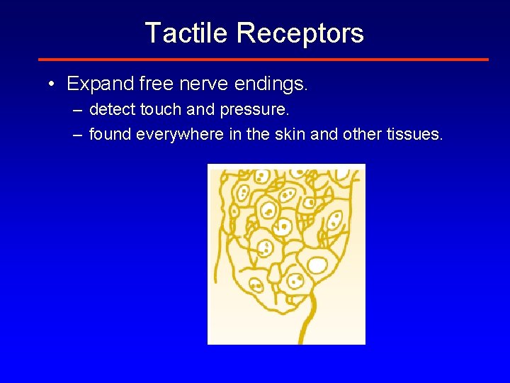 Tactile Receptors • Expand free nerve endings. – detect touch and pressure. – found