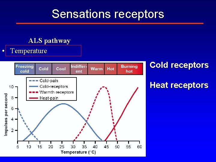 Sensations receptors ALS pathway • Temperature Cold receptors Heat receptors 