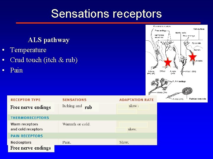 Sensations receptors ALS pathway • Temperature • Crud touch (itch & rub) • Pain