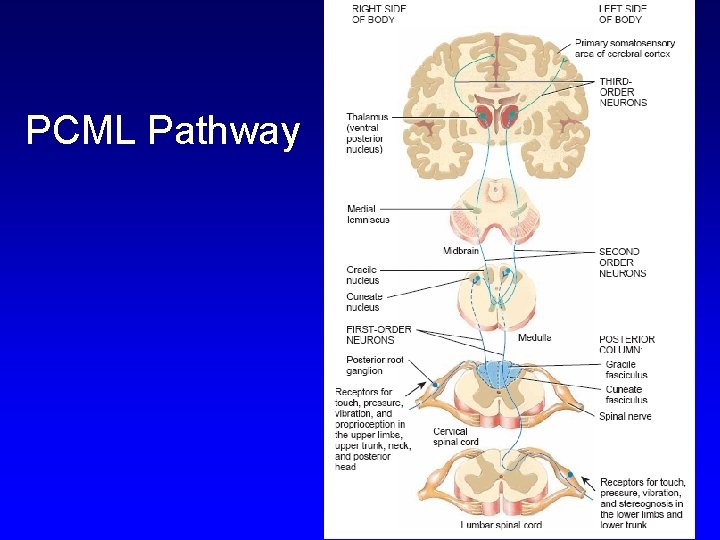 PCML Pathway 