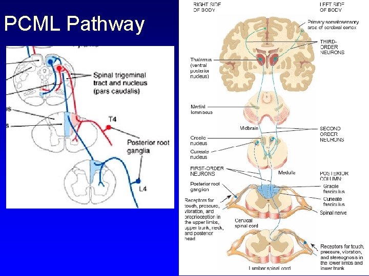 PCML Pathway 
