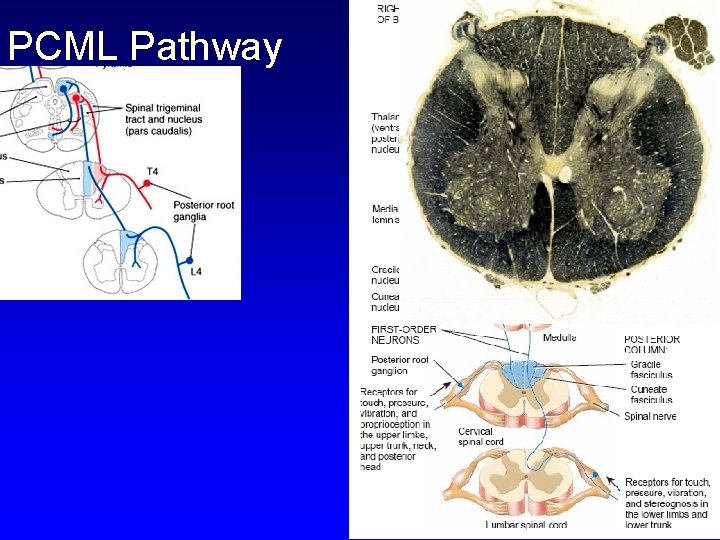 PCML Pathway 