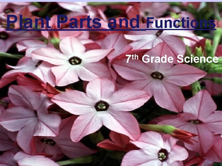 Plant Parts and Functions 7 th Grade Science 