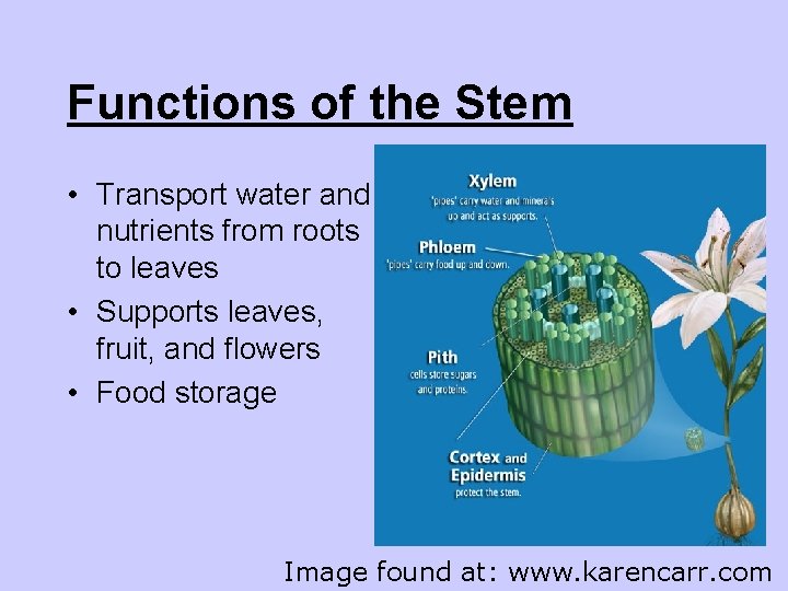 Functions of the Stem • Transport water and nutrients from roots to leaves •