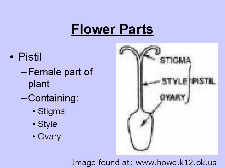 Flower Parts • Pistil – Female part of plant – Containing: • Stigma •