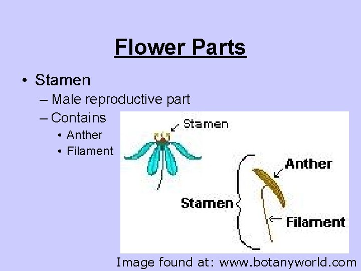 Flower Parts • Stamen – Male reproductive part – Contains • Anther • Filament