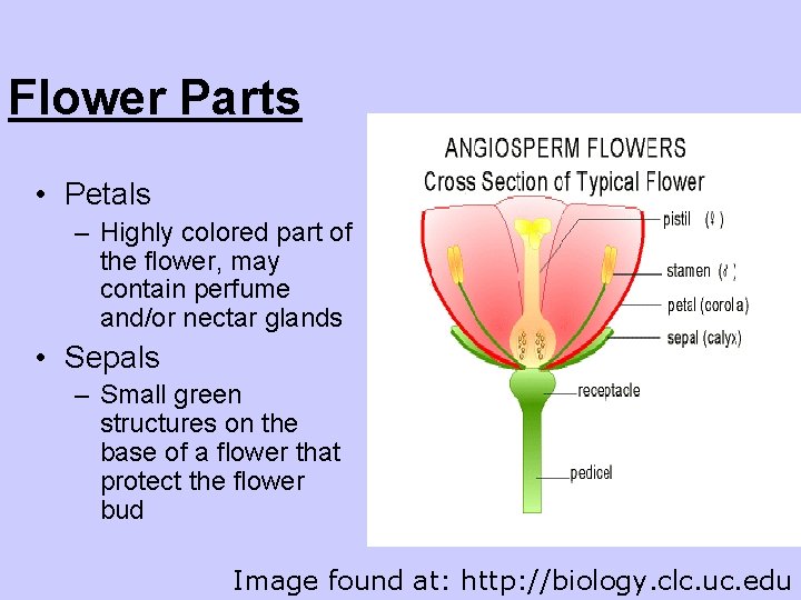 Flower Parts • Petals – Highly colored part of the flower, may contain perfume