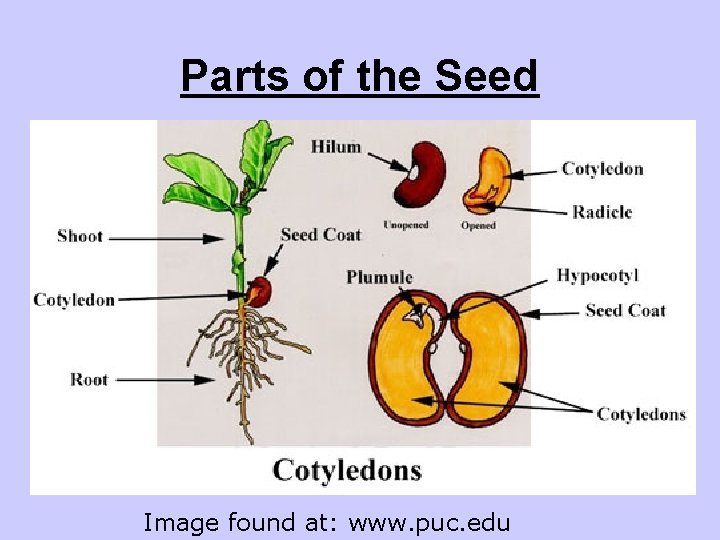 Parts of the Seed Image found at: www. puc. edu 