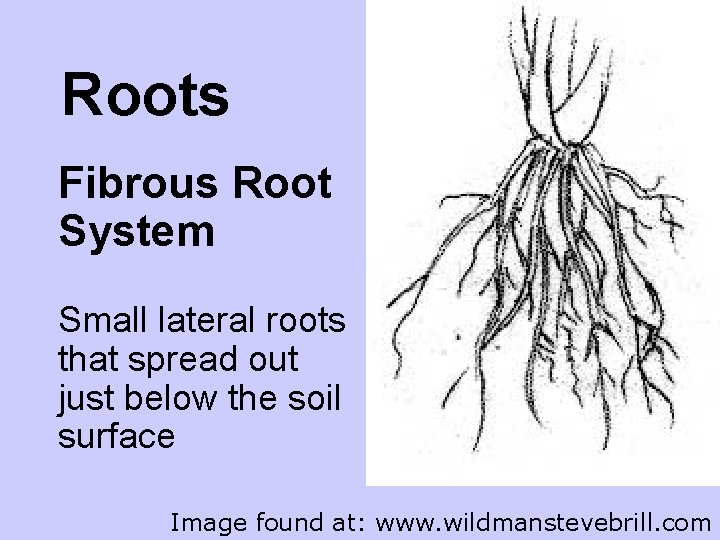 Roots Fibrous Root System Small lateral roots that spread out just below the soil