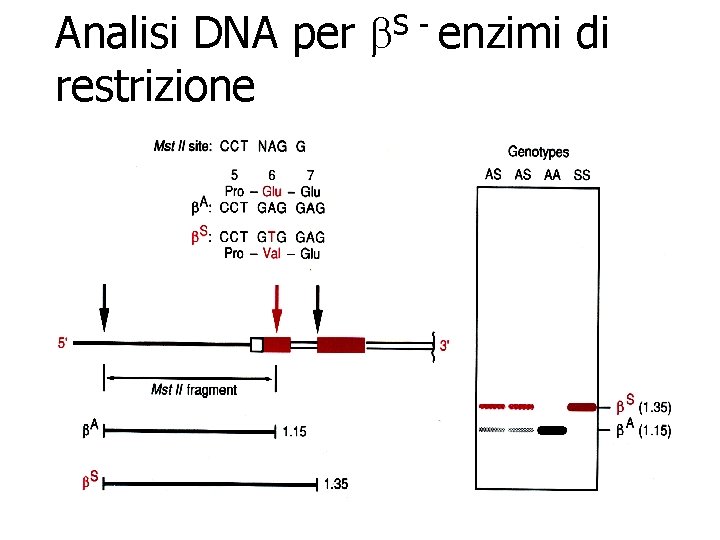  Analisi DNA per restrizione S b enzimi di 