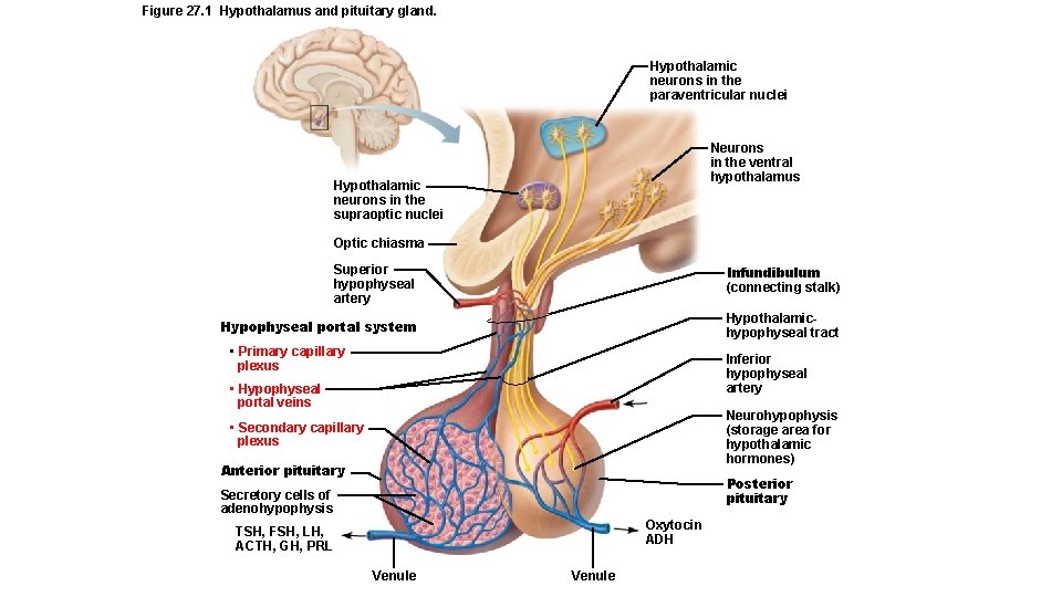 Figure 27. 1 Hypothalamus and pituitary gland. Hypothalamic neurons in the paraventricular nuclei Neurons