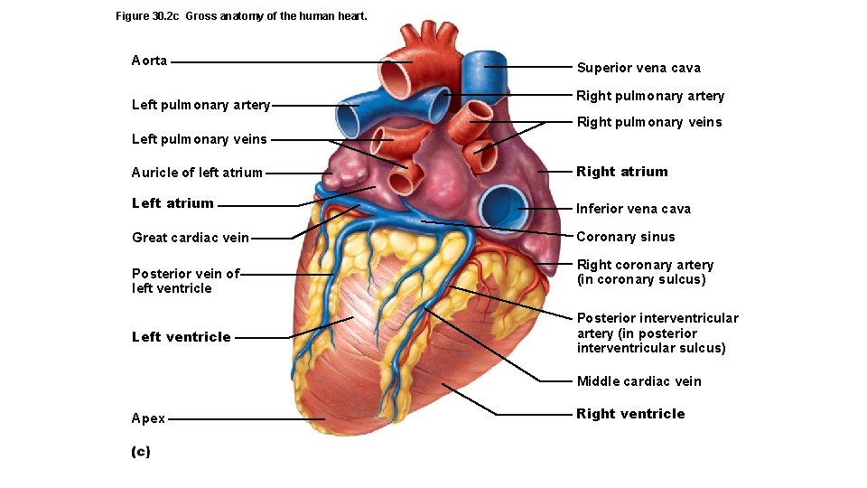 Figure 30. 2 c Gross anatomy of the human heart. Aorta Left pulmonary artery