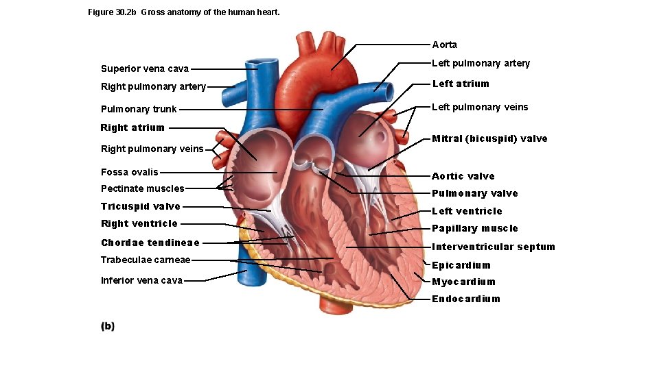 Figure 30. 2 b Gross anatomy of the human heart. Aorta Superior vena cava