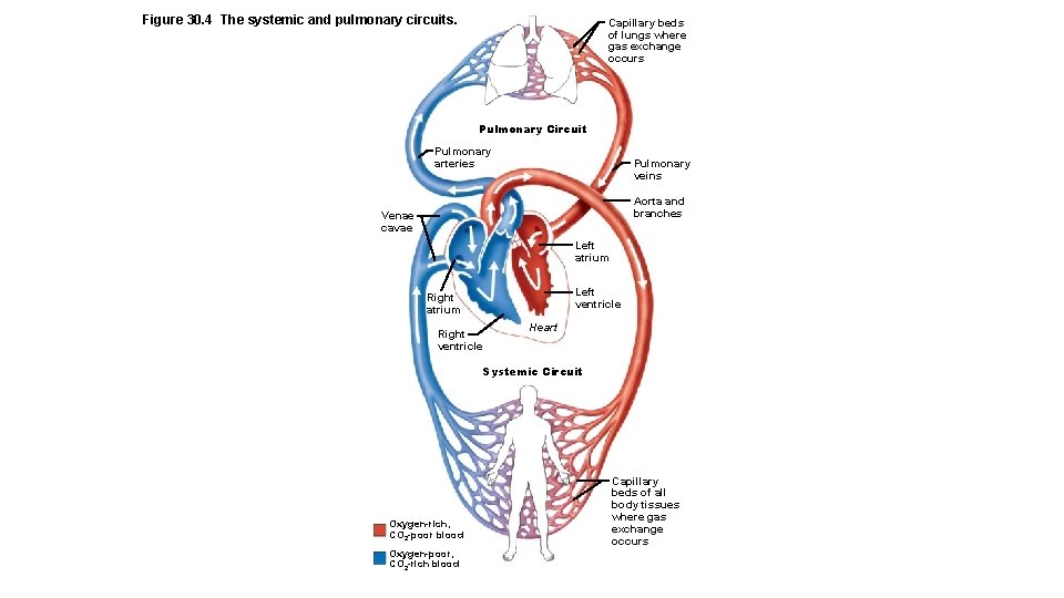 Figure 30. 4 The systemic and pulmonary circuits. Capillary beds of lungs where gas