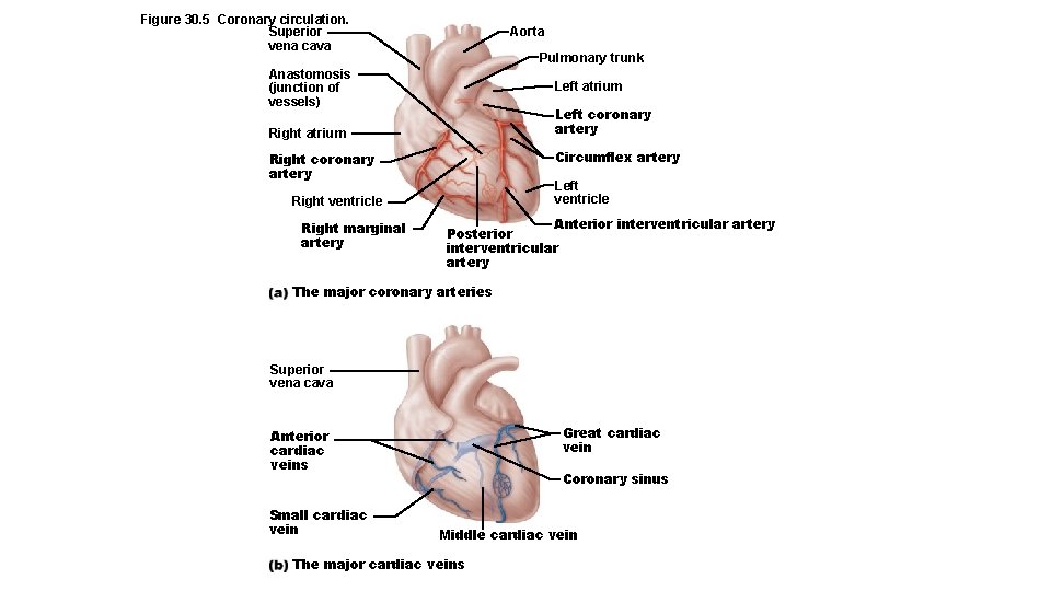 Figure 30. 5 Coronary circulation. Superior vena cava Aorta Pulmonary trunk Anastomosis (junction of