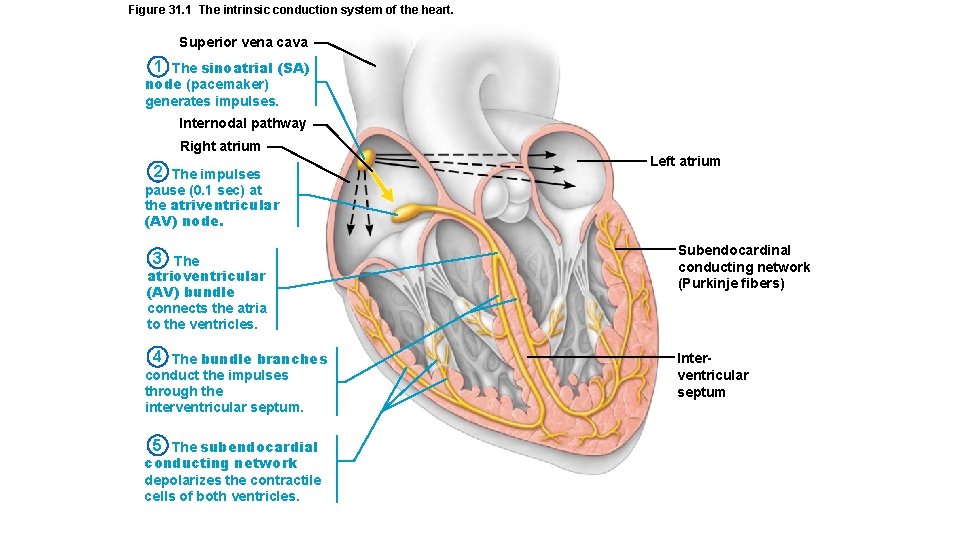 Figure 31. 1 The intrinsic conduction system of the heart. Superior vena cava 1