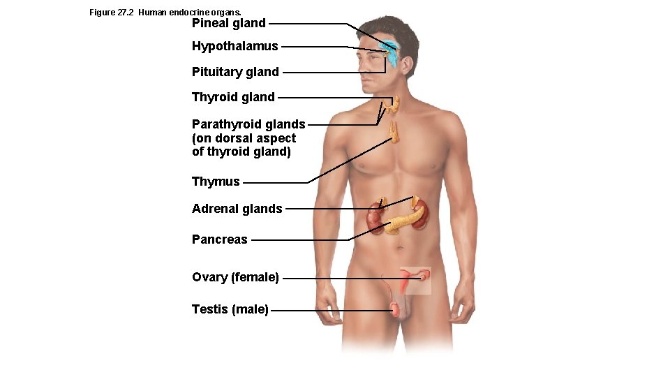 Figure 27. 2 Human endocrine organs. Pineal gland Hypothalamus Pituitary gland Thyroid gland Parathyroid