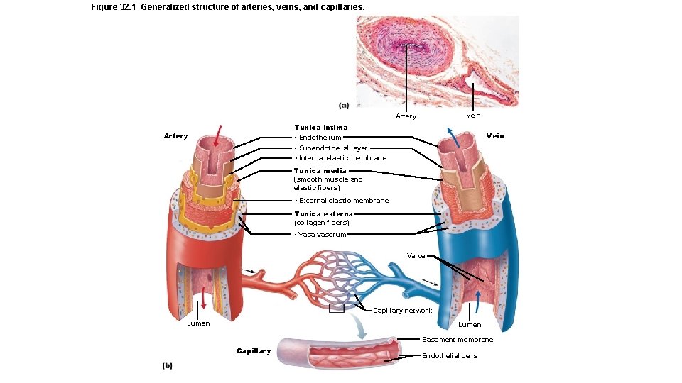 Figure 32. 1 Generalized structure of arteries, veins, and capillaries. Vein Artery Tunica intima