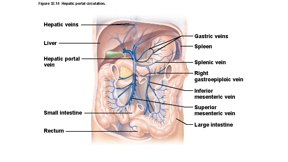 Figure 32. 14 Hepatic portal circulation. Hepatic veins Gastric veins Liver Hepatic portal vein