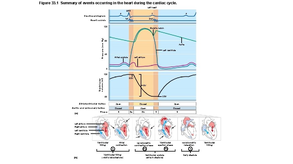 Figure 33. 1 Summary of events occurring in the heart during the cardiac cycle.