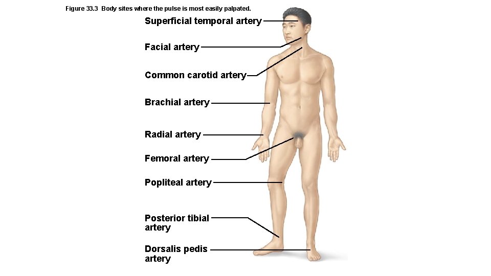 Figure 33. 3 Body sites where the pulse is most easily palpated. Superficial temporal