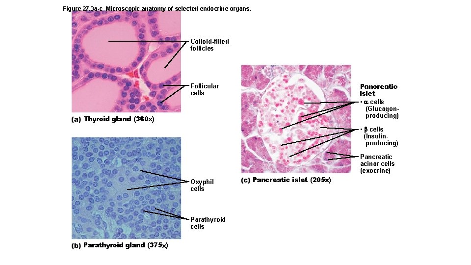 Figure 27. 3 a-c Microscopic anatomy of selected endocrine organs. Colloid-filled follicles Pancreatic islet