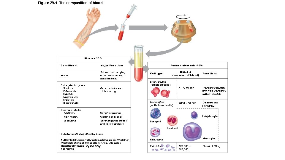 Figure 29 -1 The composition of blood. Plasma 55% Constituent Major Functions Water Solvent