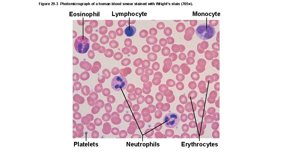 Figure 29 -3 Photomicrograph of a human blood smear stained with Wright’s stain (765