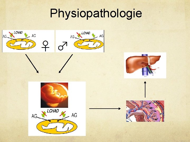 Physiopathologie 