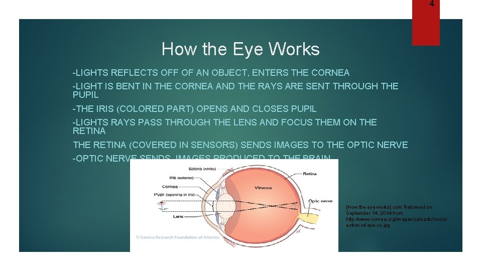 4 How the Eye Works -LIGHTS REFLECTS OFF OF AN OBJECT, ENTERS THE CORNEA