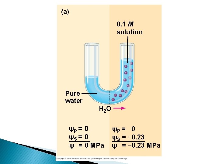 (a) 0. 1 M solution Pure water H 2 O ψP = 0 ψS