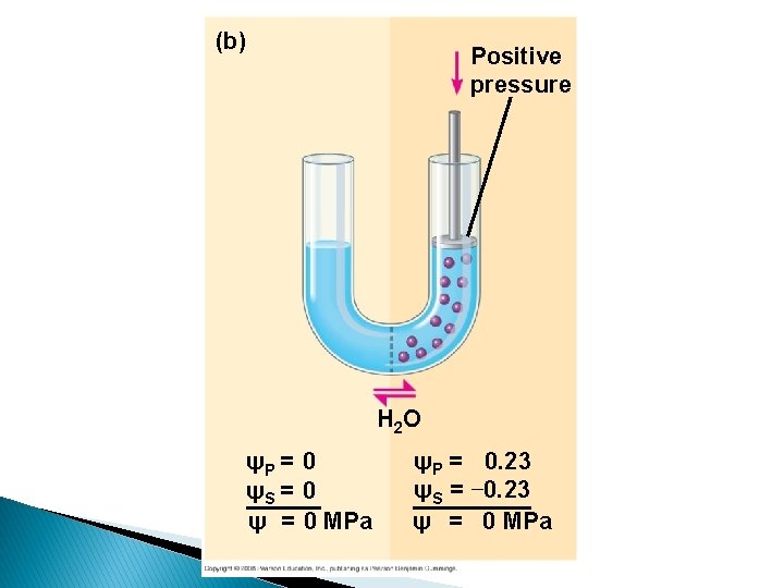 (b) Positive pressure H 2 O ψP = 0 ψS = 0 ψ =