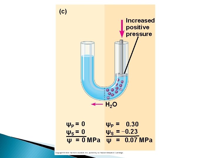 (c) Increased positive pressure H 2 O ψP = 0. 30 ψP = 0